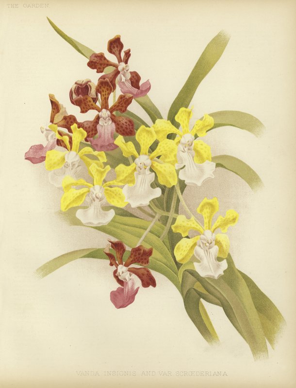 Vanda insignis a var scroederiana od English School