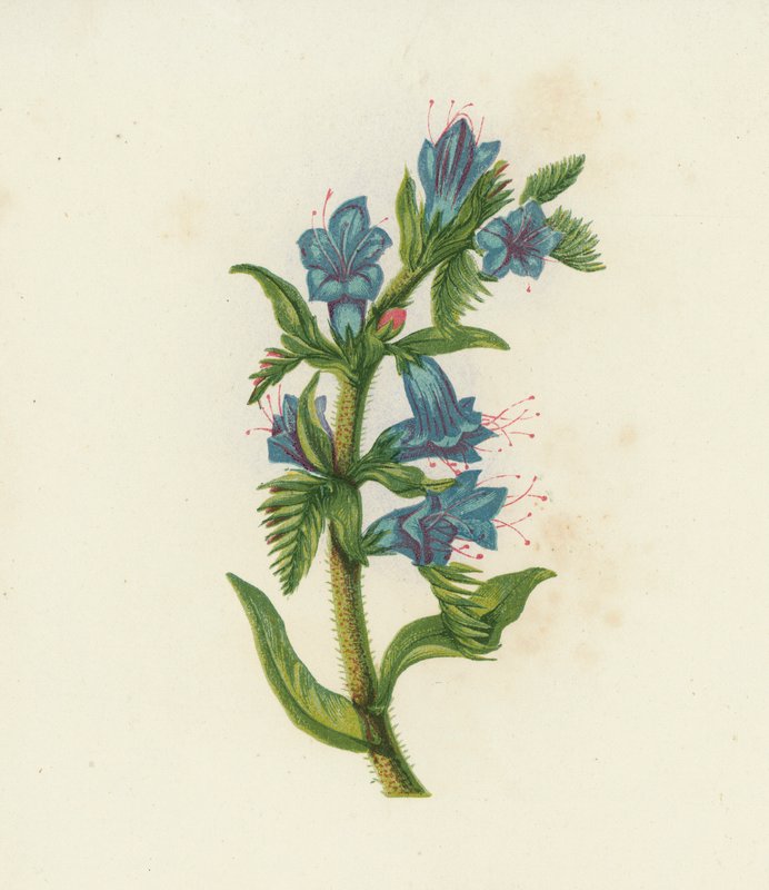 Zmijovec obecný, Echium vulgare (barevná litografie) od English School