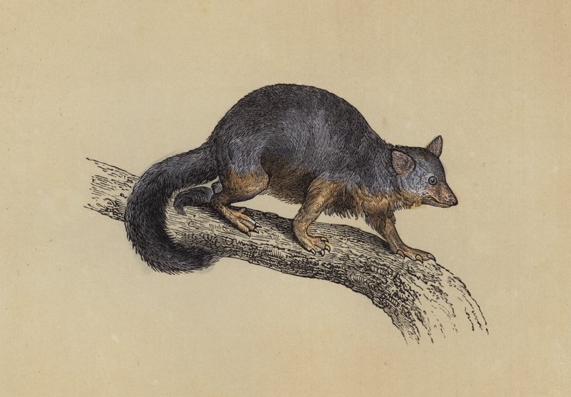 Vulpine Phalanger (barevná litografie) od English School
