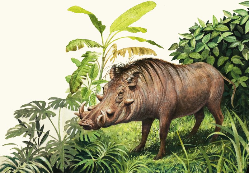 Warthog od English School