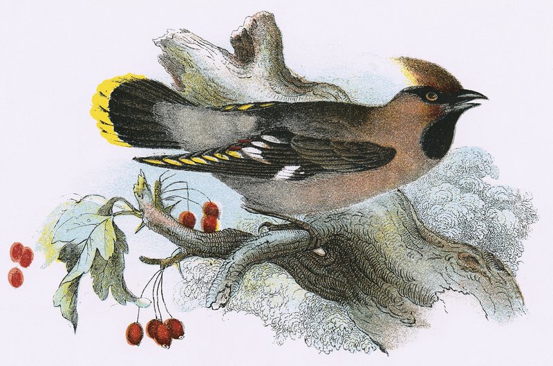 Waxwing od English School
