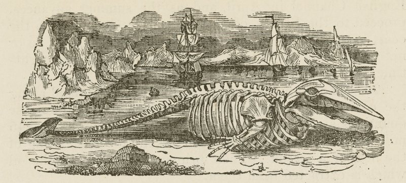 Skeleton velryby (rytina) od English School