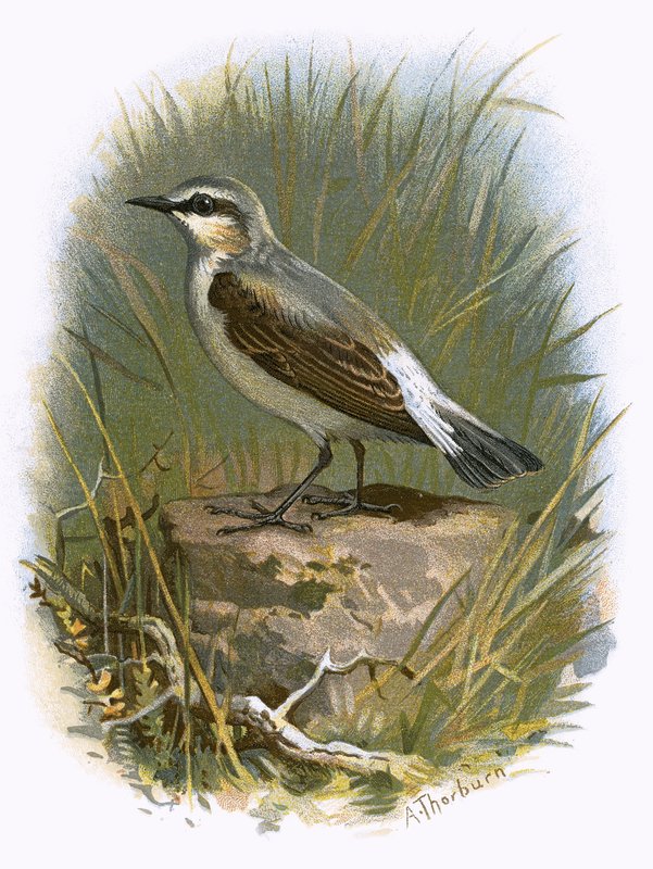 Wheatear od English School