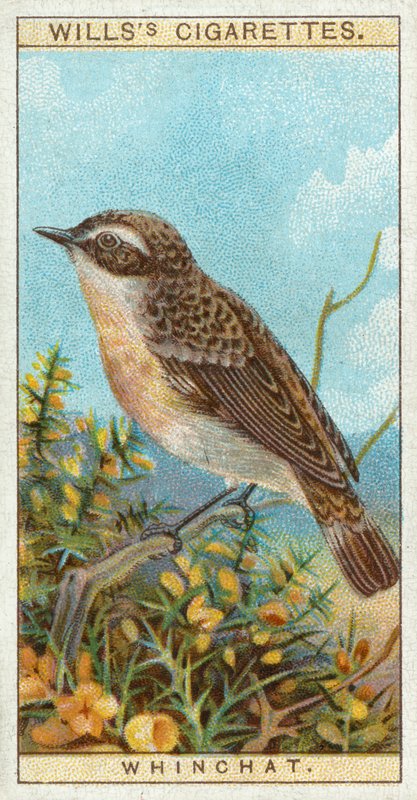 Whinchat od English School