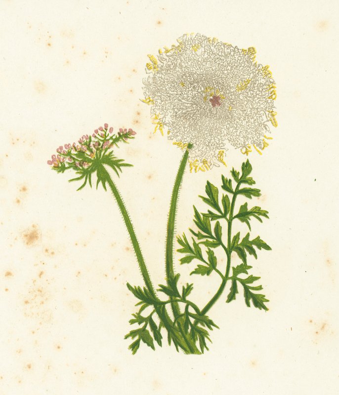 Divoká mrkev, Daucus Carota od English School
