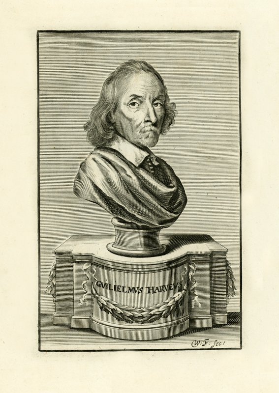 William Harvey od English School