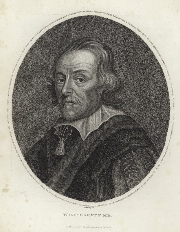 William Harvey od English School