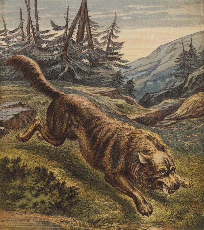 Wolf (barevná litografie) od English School