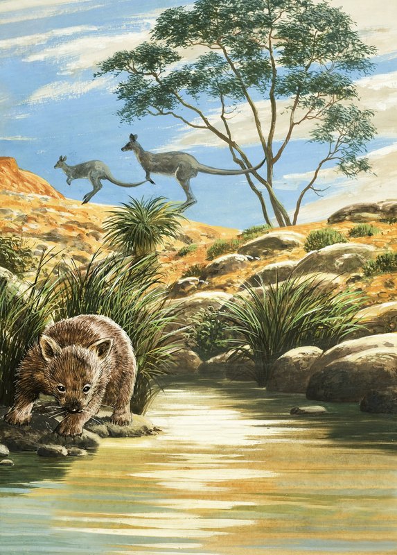 Wombat a klokani od English School