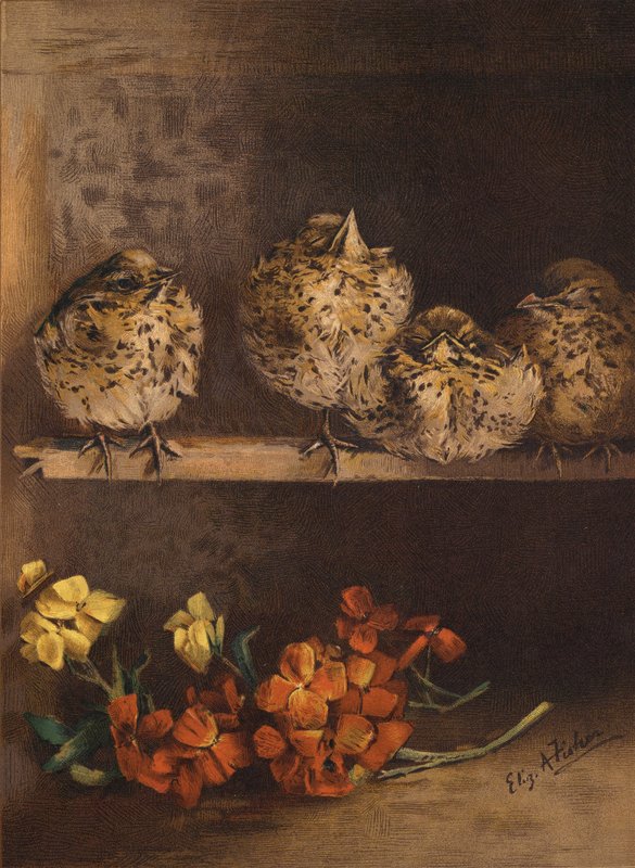 Mladá kuřátka a květiny (chromolitho) od English School