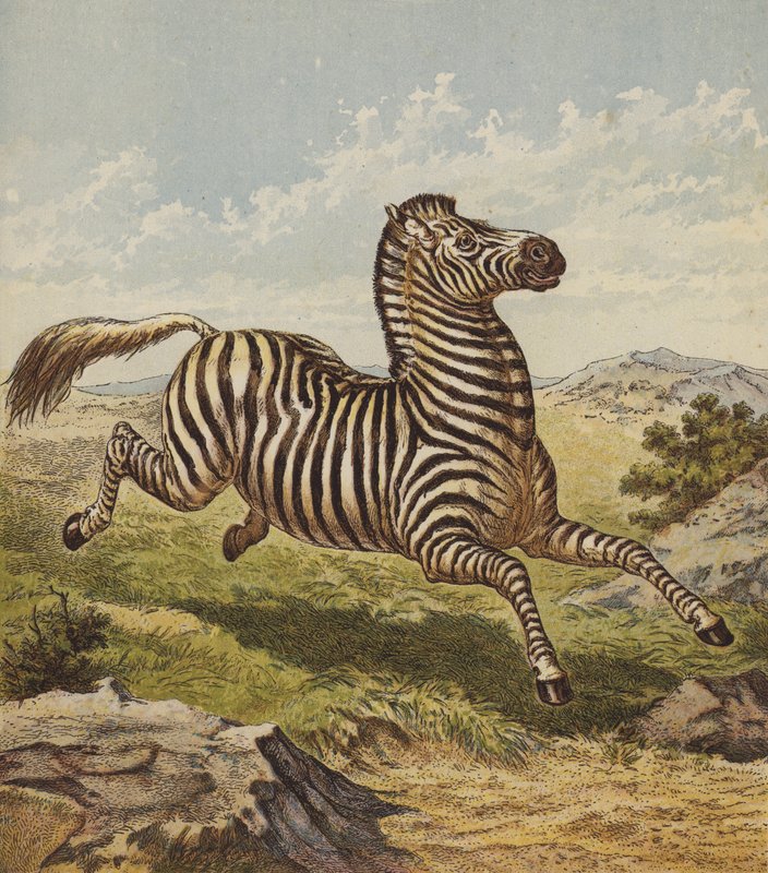 Zebra (barevná litografie) od English School