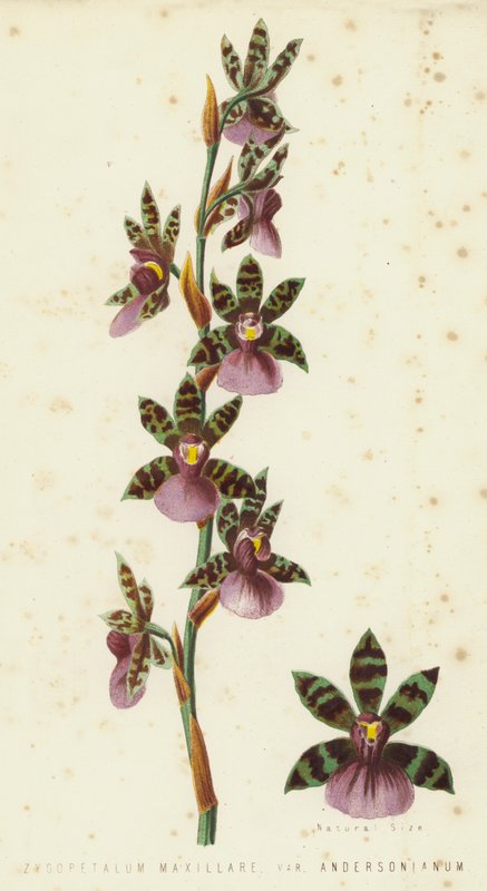 Zygopetalum Maxillare, Var Andersonianum od English School