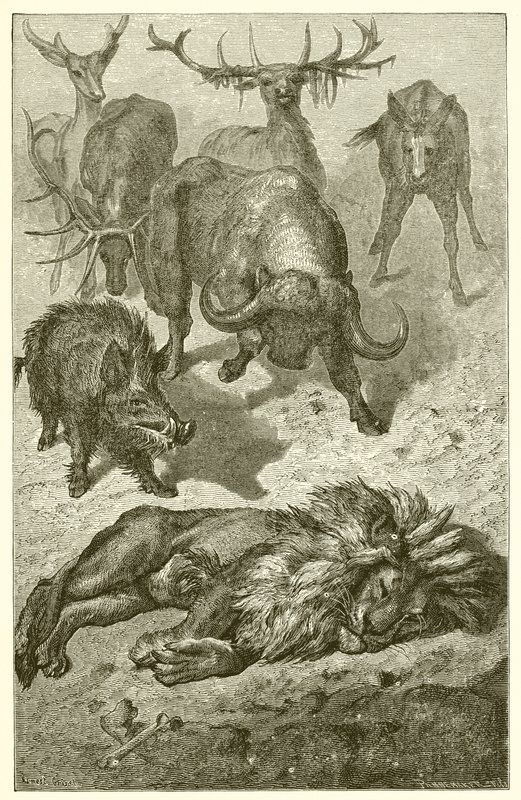 Starý lev od Ernest Henry Griset