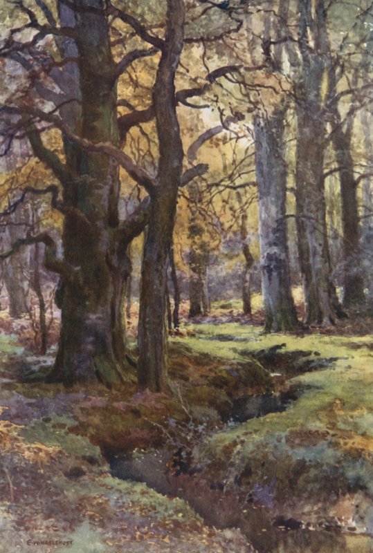 V Mallard Wood (barva lito) od Ernest William Haslehust