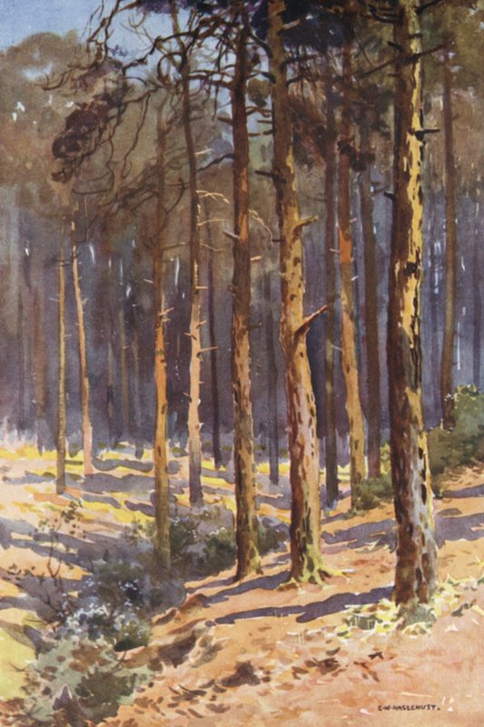 Talbot Woods, Bournemouth (barevné lito) od Ernest William Haslehust