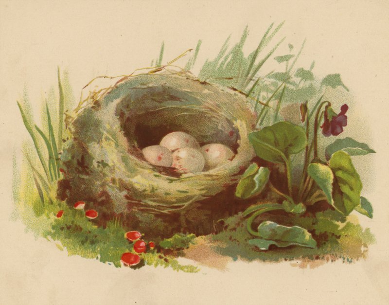 Ptačí hnízdo (chromolitho) od Ethel C. Nisbet