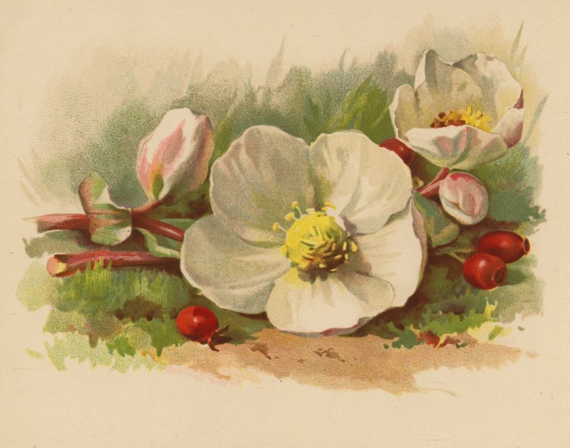 Vánoční růže a bobule (chromolitho) od Ethel C. Nisbet