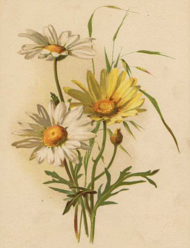sedmikrásky (chromolitho) od Ethel C. Nisbet