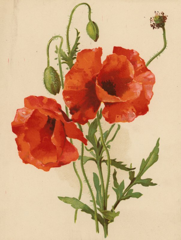 Mák (chromolitho) od Ethel C. Nisbet