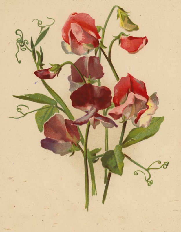 Sladký hrášek (chromolitho) od Ethel C. Nisbet