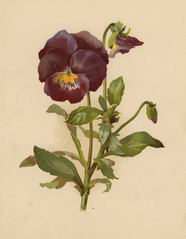 Maceška (chromolitho) od Ethel C. Nisbet