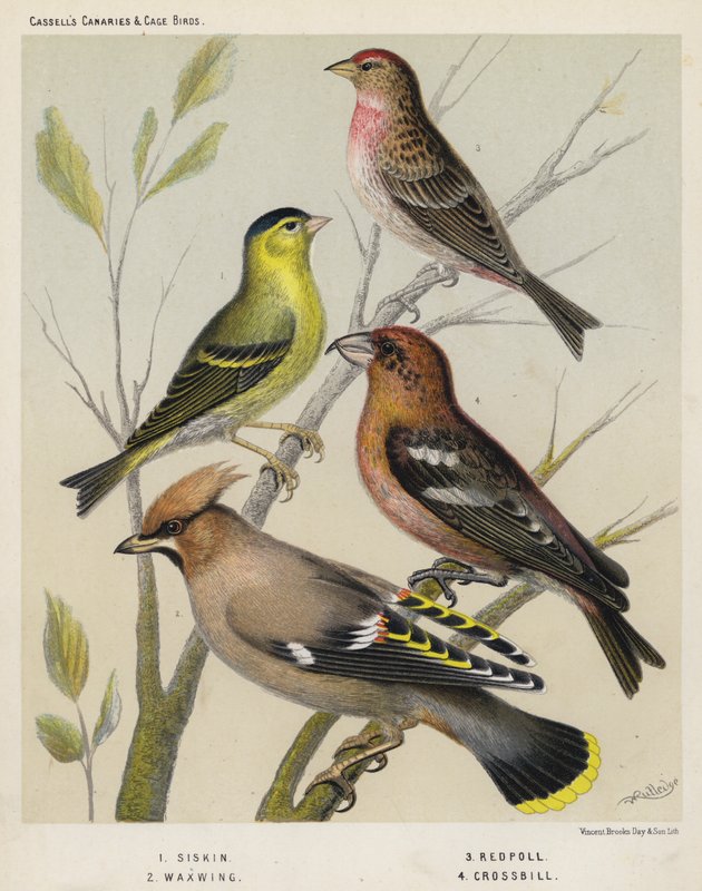 Siskin, Waxwing, Redpoll, Crossbill od European School