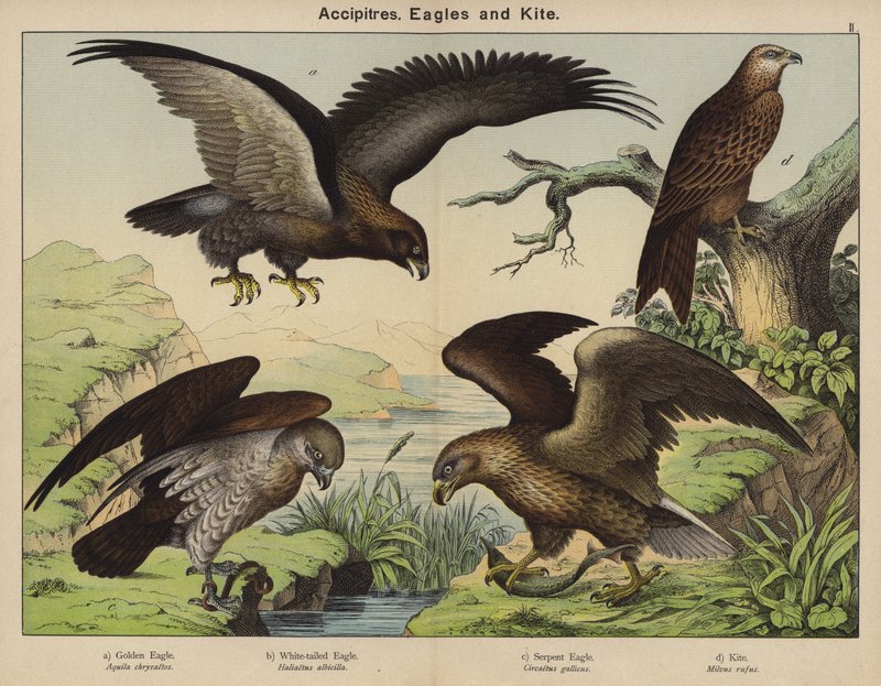 Accipitres, Eagles a Kite (barevná litografie) od European School
