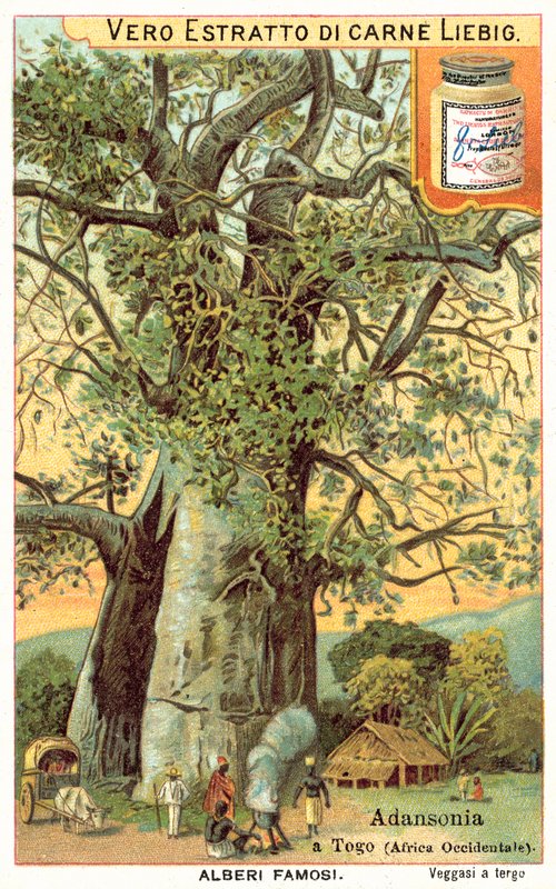 Strom Adansonia v Togu (chromolitho) od European School