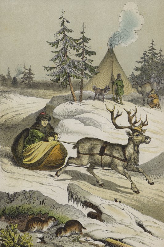 Zvířata a rostliny Laponska (barva litho) od European School