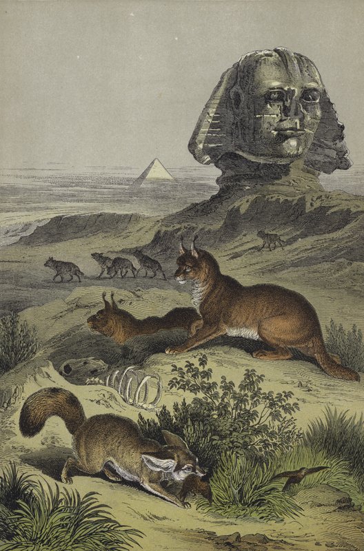 Zvířata Egypta (barva litho) od European School