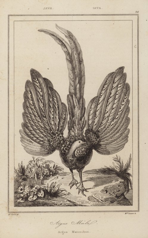 Argus Malel, Argus Maennchen od European School