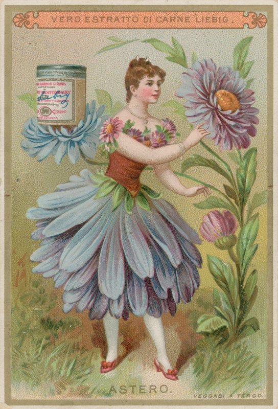 Aster květinová dívka od European School