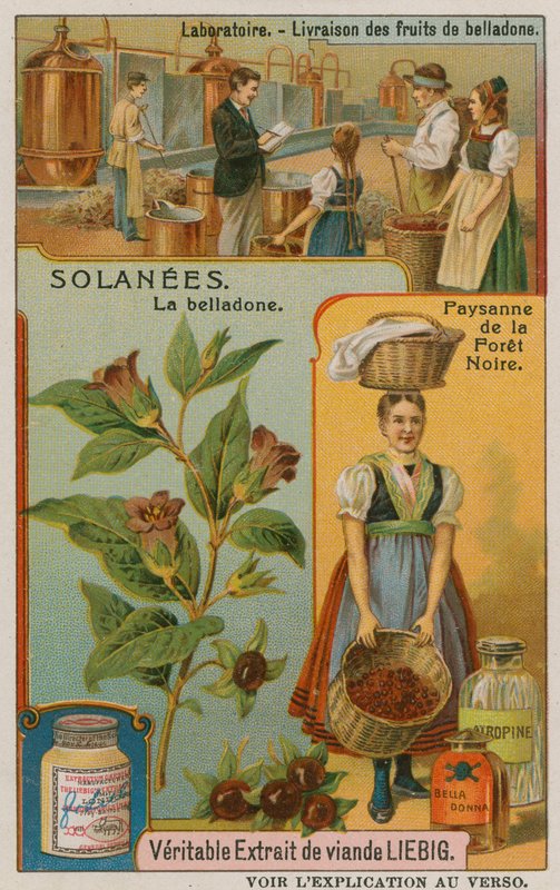 Atropa Belladonna nebo Nightshade od European School