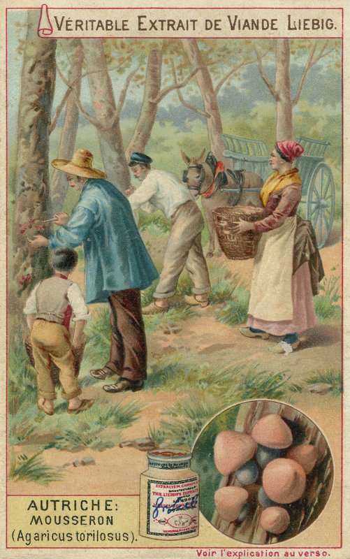 Rakousko: mousseron (Agaricus torilosus) od European School