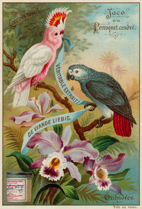 Galah kakadu, papoušek jasan a orchideje od European School