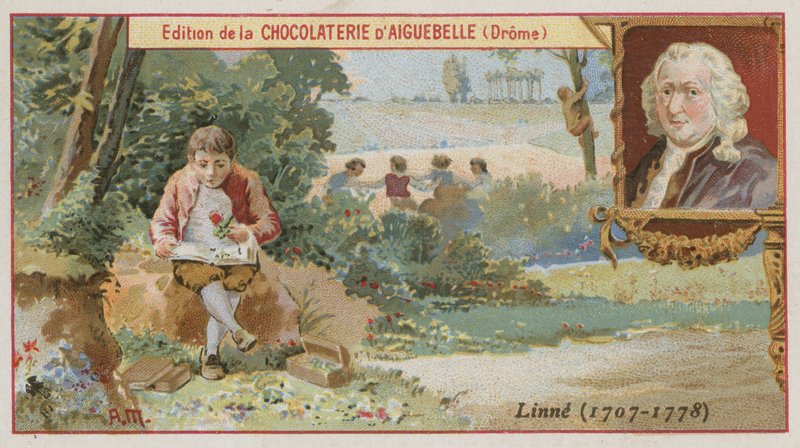 Carl Linnaeus , švédský botanik a zoolog od European School