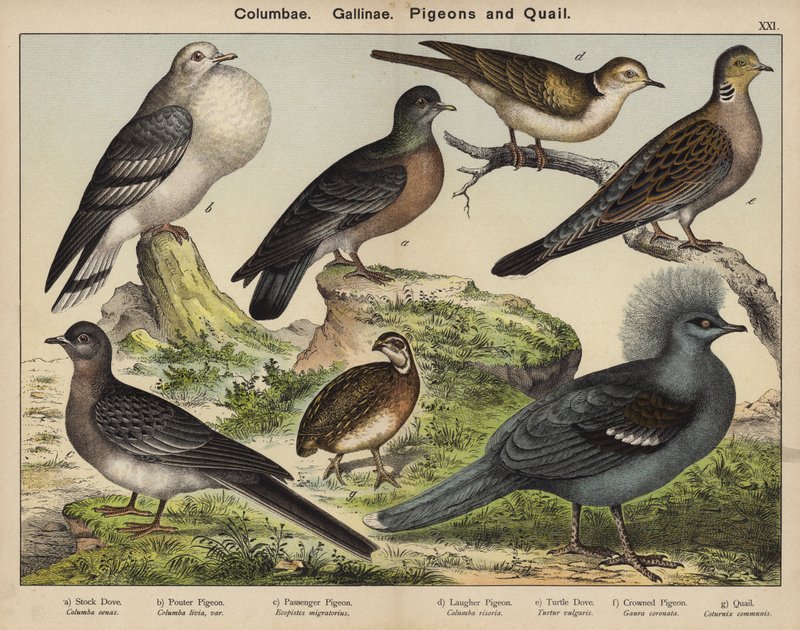Columbae, Gallinae, Holubi a Křepelky (barevná litografie) od European School