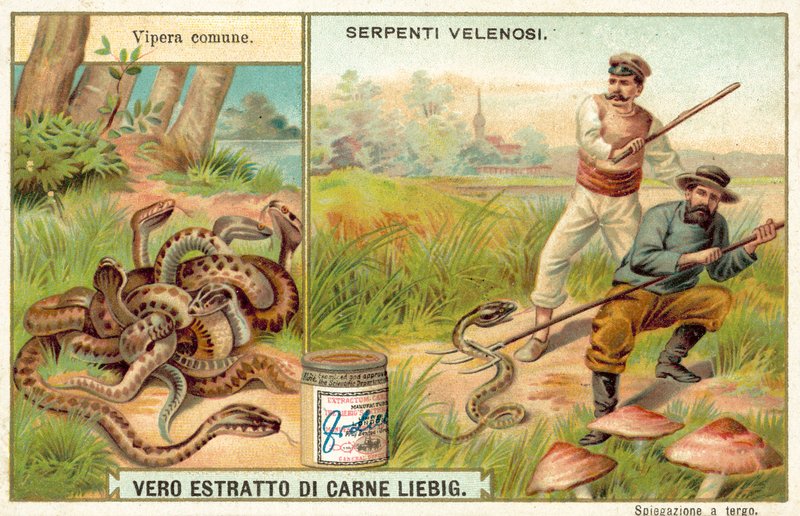 Zmije obecná (chromolitho) od European School