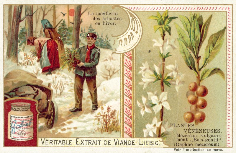 Daphne mezereum (chromolitho) od European School