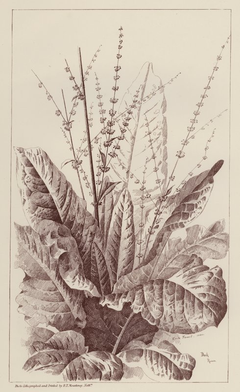 Dock, Rumex (litho) od European School