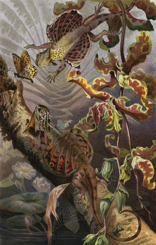 Flugdrache od European School