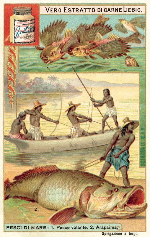 Létající ryby a arapaima (chromolitho) od European School
