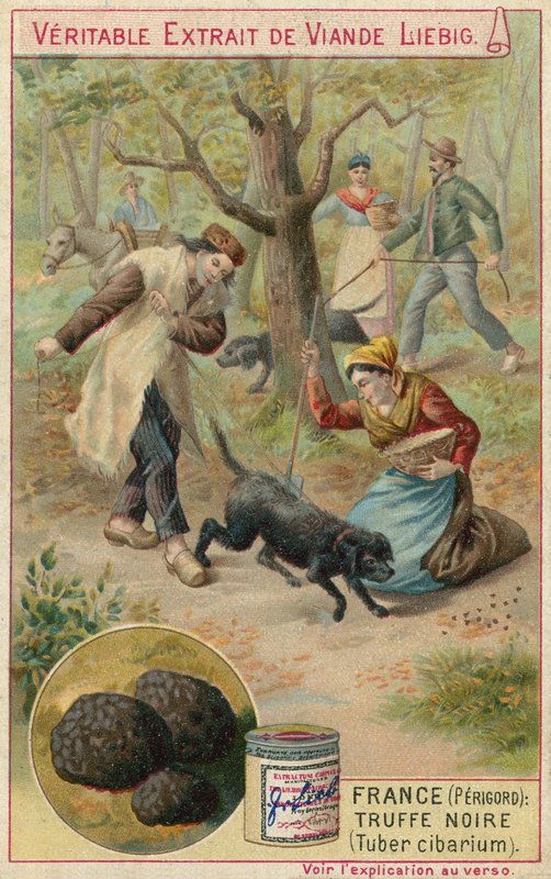 Francie (Perigord): černý lanýž (Tuber cibarium) od European School