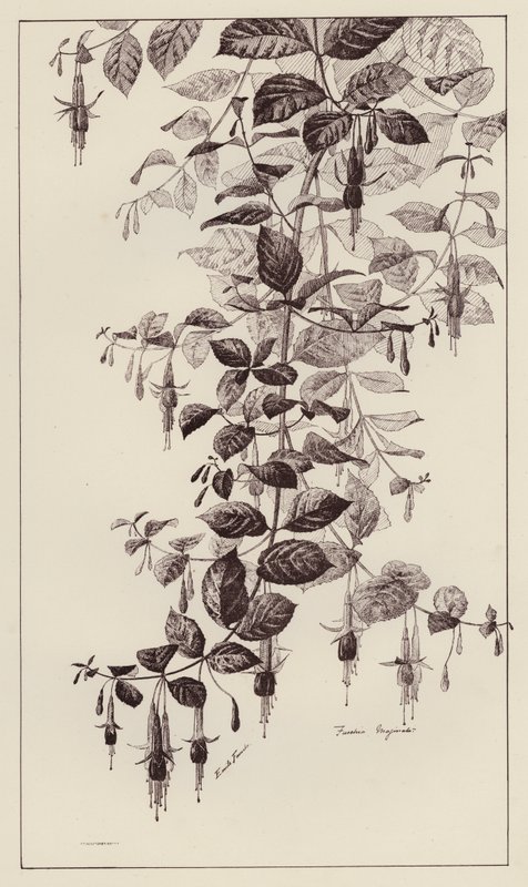 Fuschia Maginata (litho) od European School
