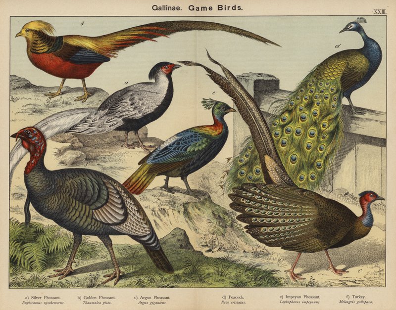 Gallinae, Lovní ptáci (barevná litografie) od European School