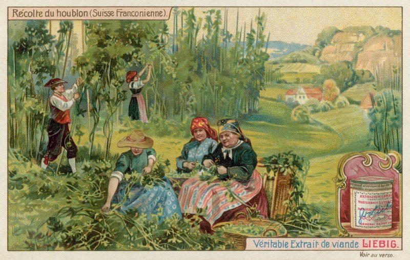 Sklizeň chmele ve Francouzském Švýcarsku od European School
