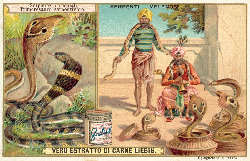 Kobra indická a zmije pitká (chromolitho) od European School