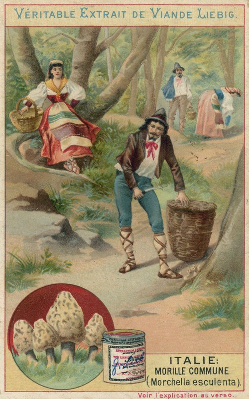 Itálie: smrž obecný (Morchella esculenta) od European School