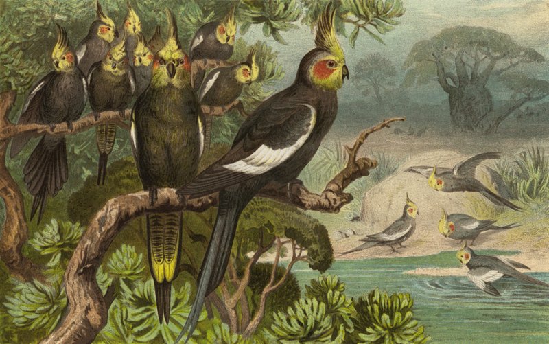 Keilschwanz-Kakadu, Corella od European School