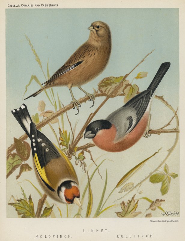 Linnet, Gold Finch, Bull Finch (barevná litografie) od European School